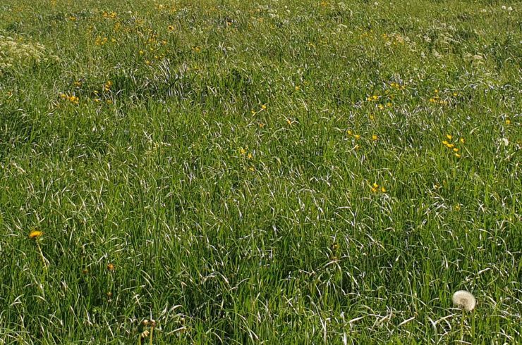 Antdorf: Wiese/Ausgleichfläche – Spekulationgrund