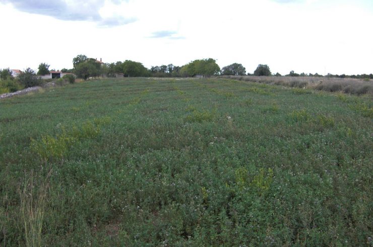 Kroatien – Nähe Rovinj:Großzügiges Bauland individuell bebaubar